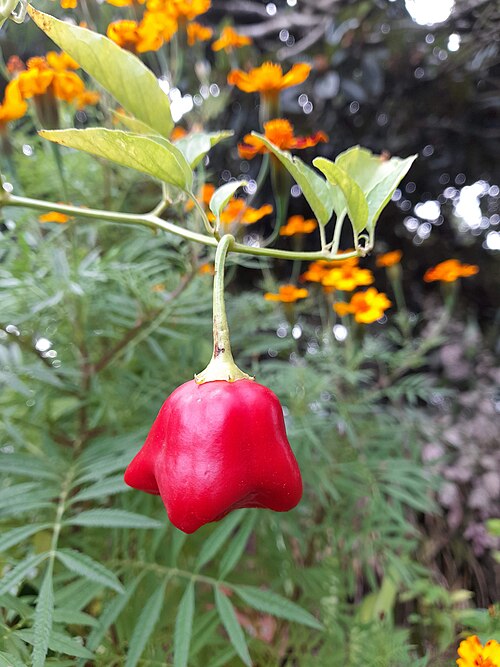 Bell Pepper Chili