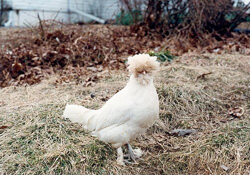 Cinnamon Chicken