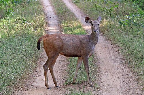 Sambar I