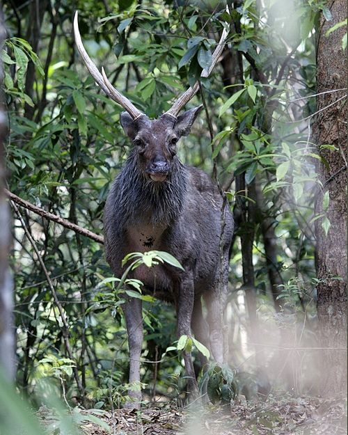 Sambar III
